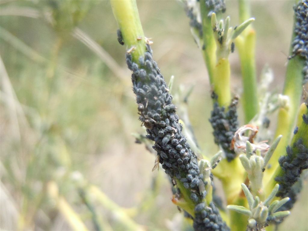 Afidi neri e formiche - Aphis sp. e Tapinoma sp.